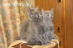 Котята. Русская голубая.