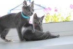 КОТЯТА РУССКОЙ ГОЛУБОЙ