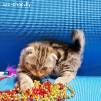 Котята шотландские