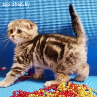 Котята шотландские