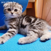 Котята шотландские