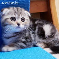 Котята шотландские