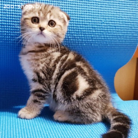 Котята шотландские