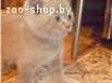 котята скоттиш-фолд и скоттиш-страйт