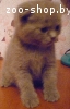 котята скоттиш-фолд и скоттиш-страйт