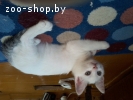 Котята Турецкий Ван, Ванская кошка