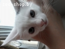Котята Турецкий Ван, Ванская кошка