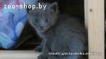 Котята В ДАР! (от Домашней кошки)