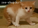 Котята в дар в добрые руки