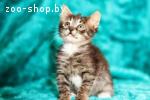 Котята в дар в Минске