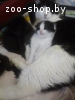 Котята в дар!!!