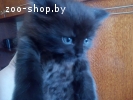Котята в дар!!!