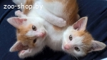 Котята в дар