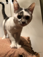 Котята в дар