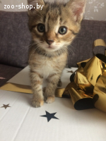 Котята в дар