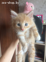 Котята в дар