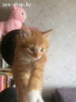 Котята в дар