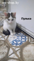 Котята в дар