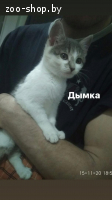 Котята в дар