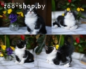 котята в дар