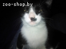 котята вдар