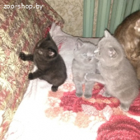 Котята