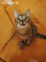 Котятам срочно нужен новый дом!