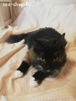 Котятам срочно нужен новый дом!