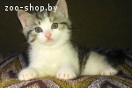 Котятки в добрые руки