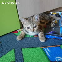 КРАСИВЫЕ КОШКИ СКОТТИШ-СТРАЙТ ОТ ПРАВИЛЬНОЙ ВЯЗКИ