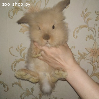 КРОЛИКИ ДЕКОРАТИВНЫЕ