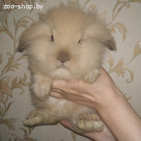 КРОЛИКИ ДЕКОРАТИВНЫЕ