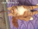 Крупный котенок Мейн-кун
