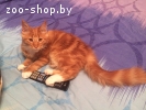 Крупный котенок Мейн-кун