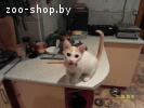 Ласковый котенок ждет своего хозяина.