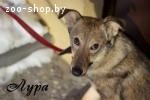 Лура – идеальная собака для семьи, стерилизована.