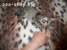 МАЛЕНЬКИЙ КОТ