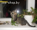 МАЛЕНЬКИЙ КОТ