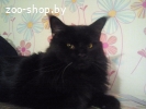 Мэйн кун кот