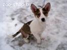 Милли - очаровательный щенок