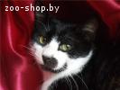 Молоденький котик Витас в дар , в добрые руки!
