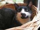 Молоденький котик Витас в дар , в добрые руки!