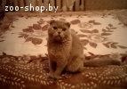на вязку шотландский кот