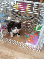 найденыши котята