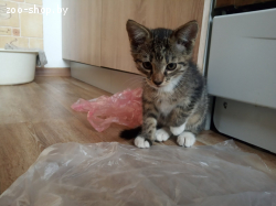 найденыши котята