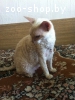 Нашел кошку, корниш рекс, светлого цвета, МИНСК