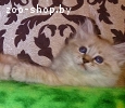 Невский маскарадный котенок