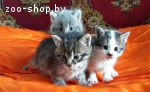 Очаровательные котята в дар!