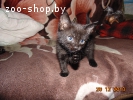 Очаровательные котята