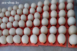 Ostrich chicks, eggs and feather for sale